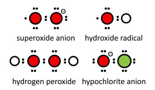 24396738 - reactive oxygen species (ros): superoxide anion, hydroxide radical, hydrogen peroxide and hypochlorite anion. lewis electron dot diagrams; atoms shown as color coded circles: hydrogen (white), oxygen (red), chlorine (green).